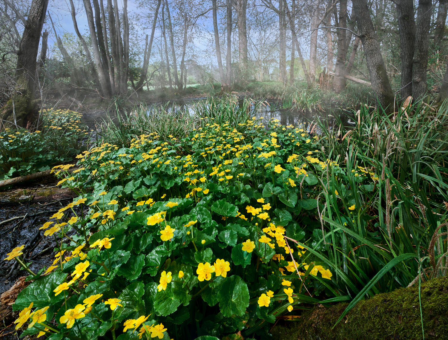 Marsh Marigold Caltha palustris
