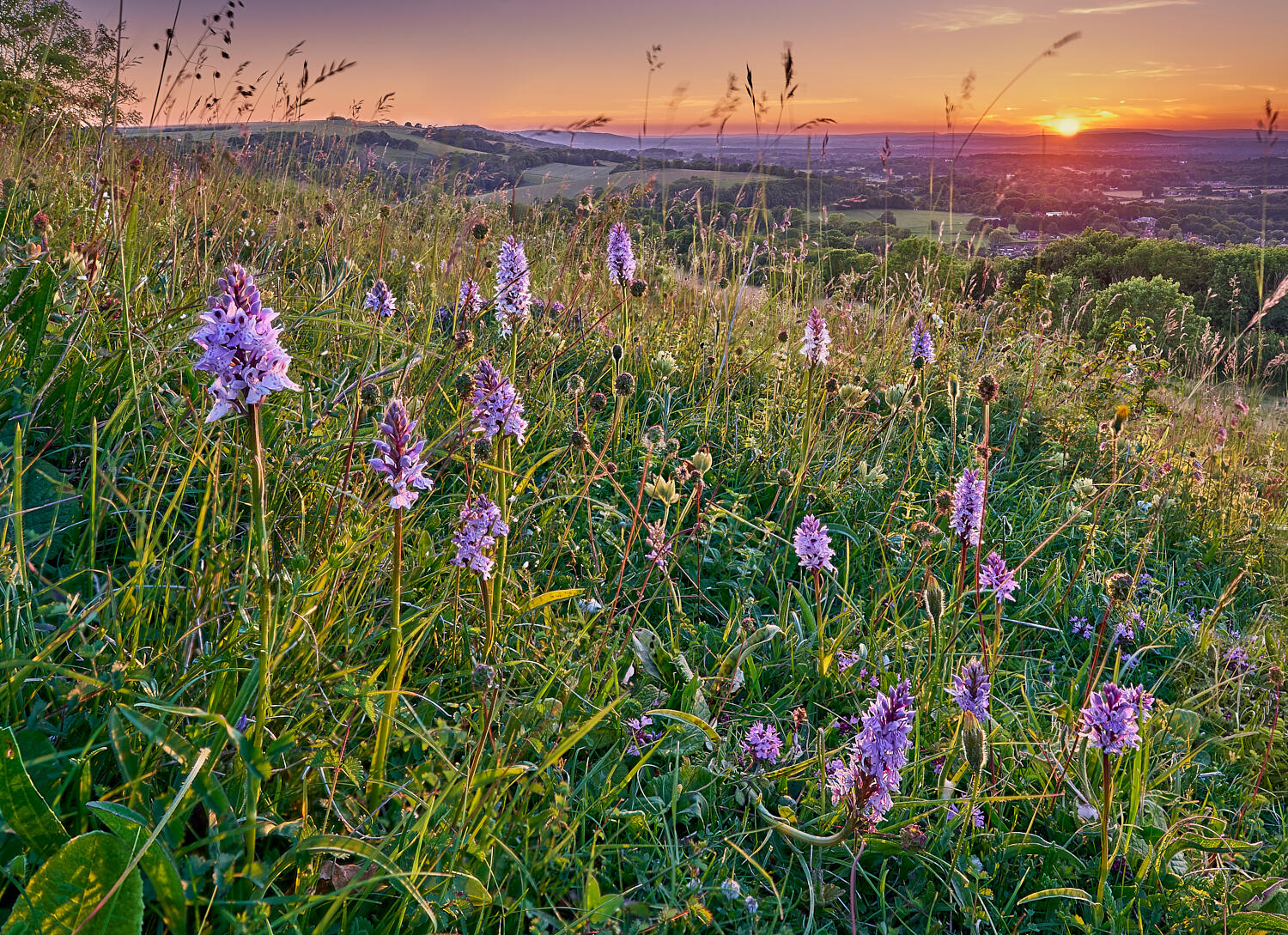 Species rich chalk grassland, South Downs
