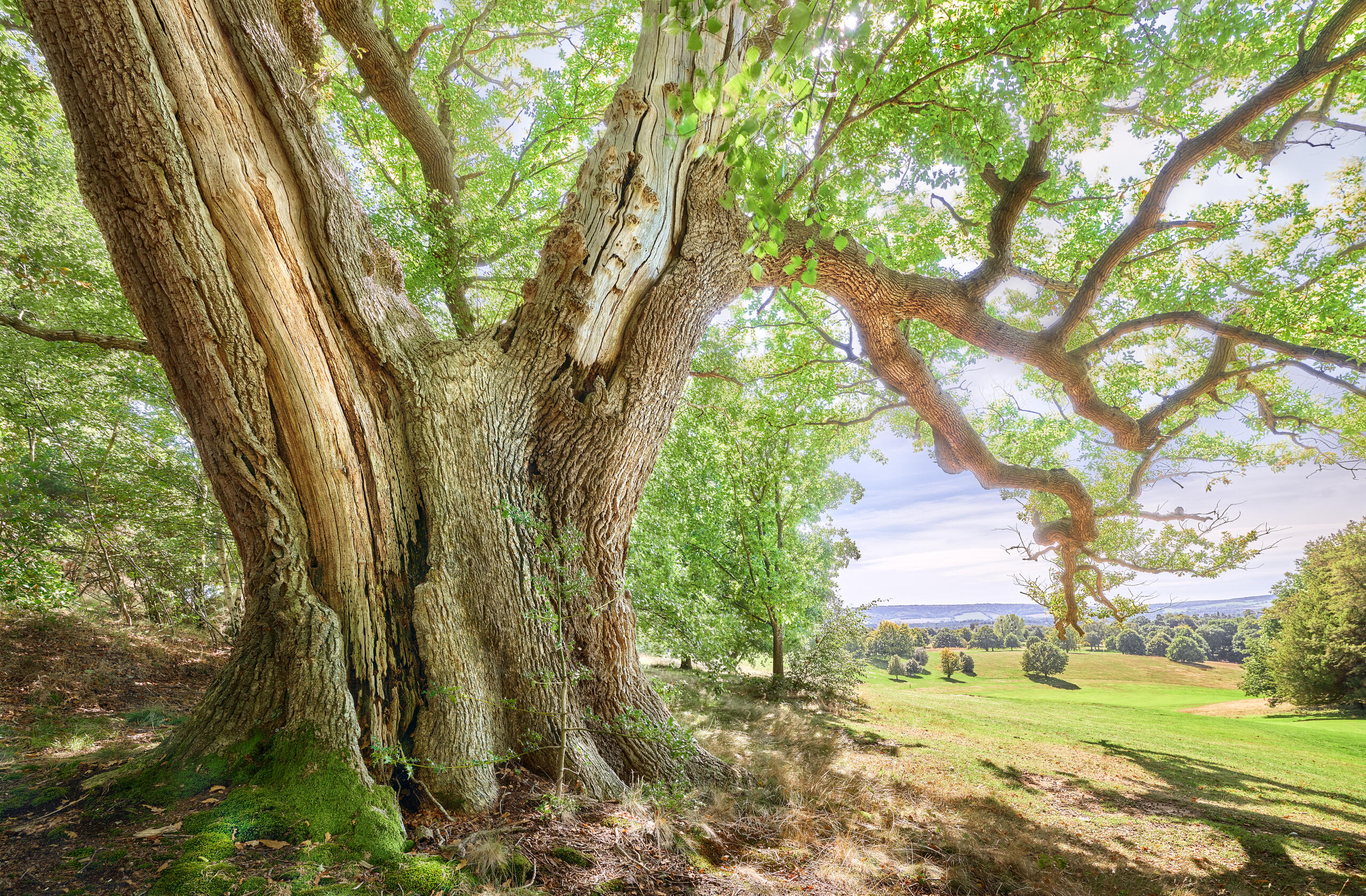 Giant Oak tree, Cowdray Park