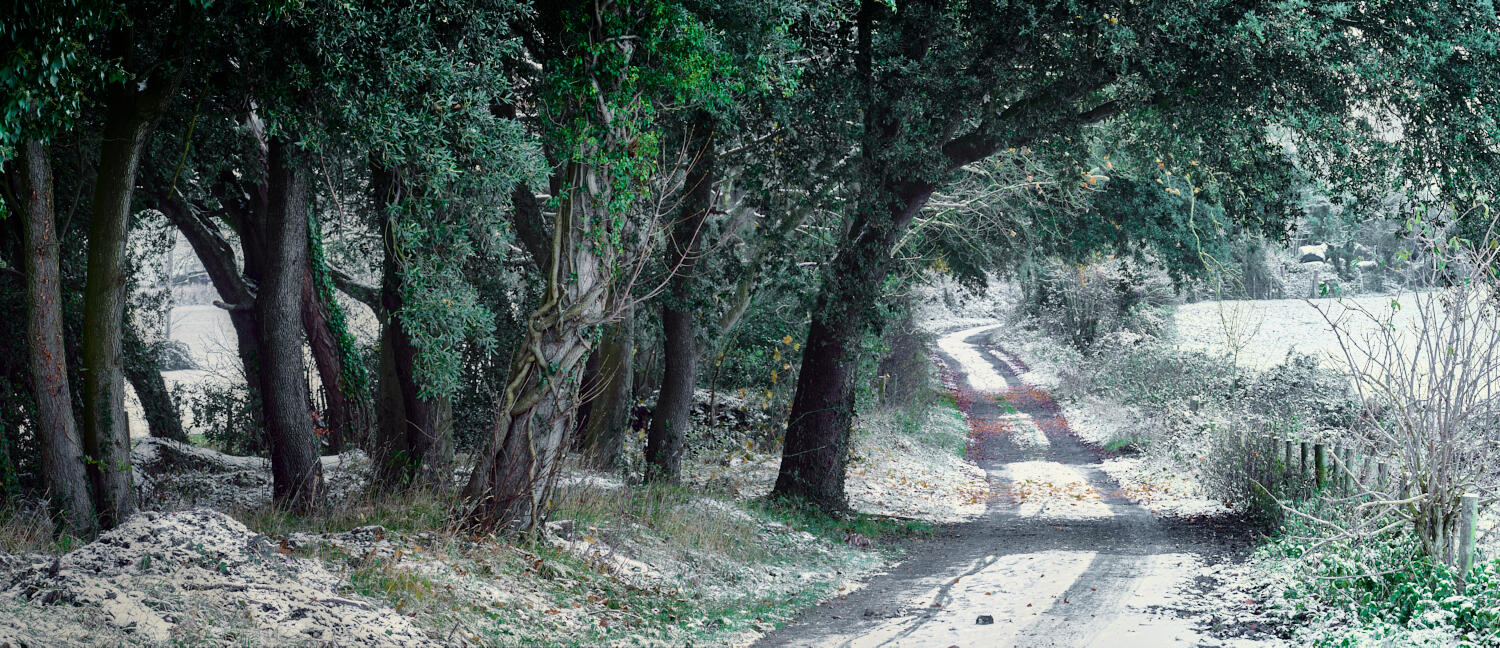 Wild Service Tree, Udimore